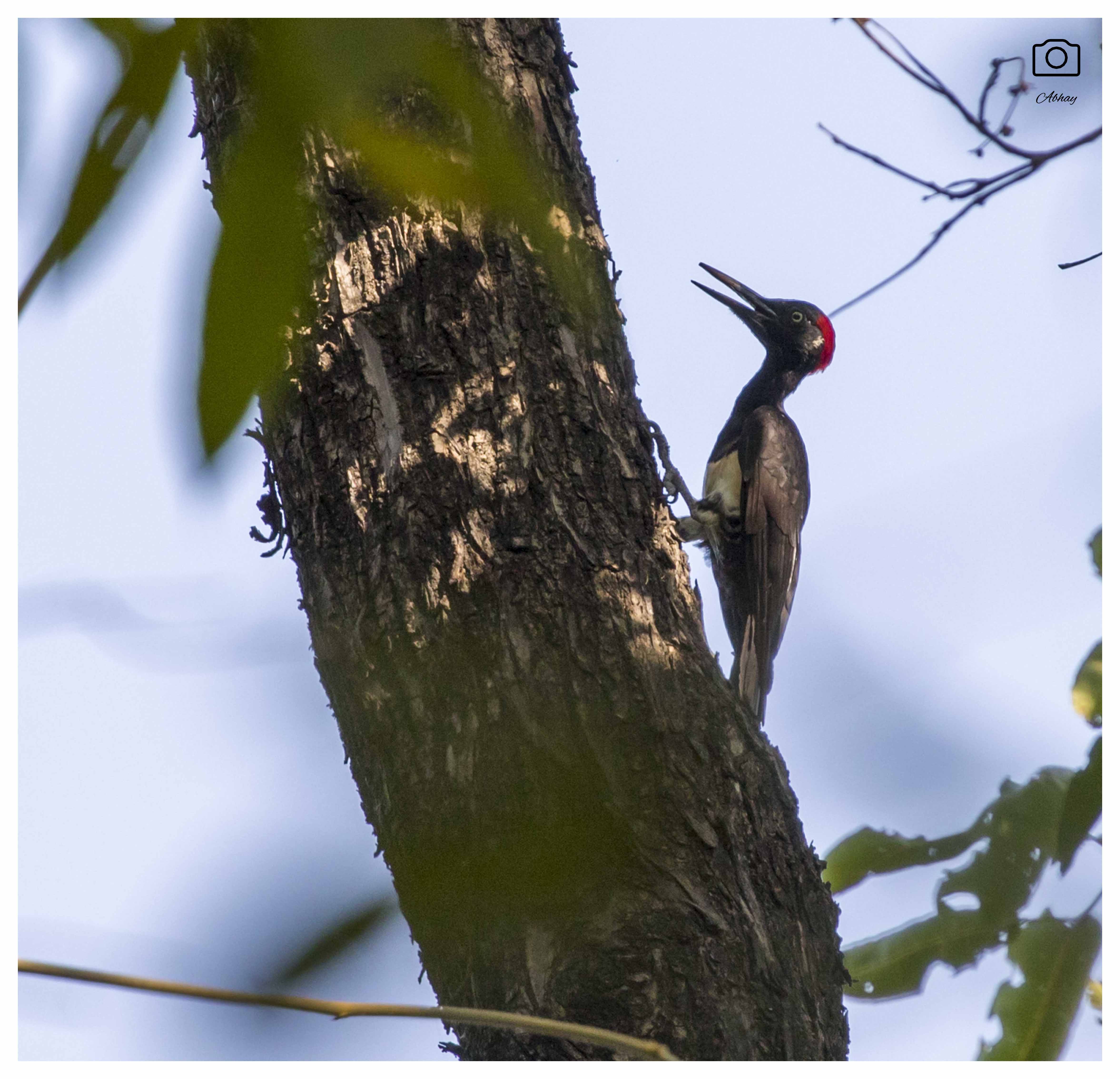 White-bellied Woodpecker
